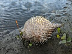 Diodon hystrix