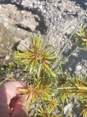 Cyperus ochraceus