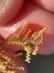 Abietinaria