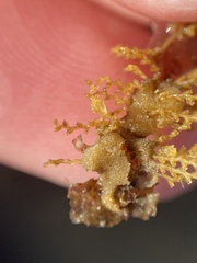 Abietinaria