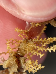 Abietinaria