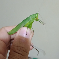 Tettigoniidae