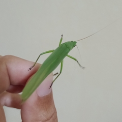 Tettigoniidae