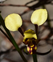 Diuris calcicola