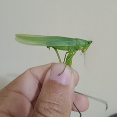 Tettigoniidae