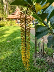 Lophanthera lactescens