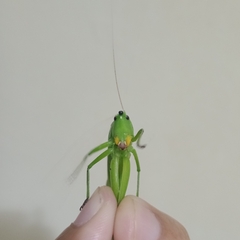 Tettigoniidae