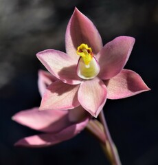 Thelymitra × macmillanii