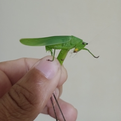 Tettigoniidae