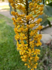 Lophanthera lactescens