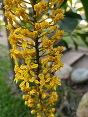 Lophanthera lactescens