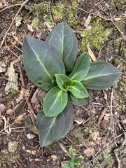 Swertia shintenensis