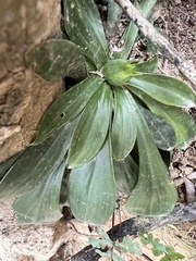 Swertia shintenensis