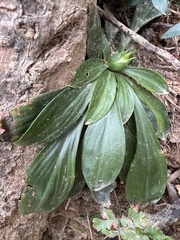 Swertia shintenensis