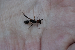 Odontomachus erythrocephalus