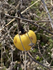 Solanum carolinense