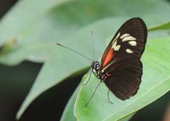 Heliconius melpomene