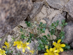 Ranunculus collinus
