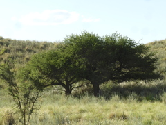 Prosopis caldenia