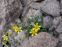 Ranunculus collinus