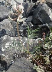 Astragalus australis