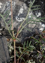 Astragalus australis