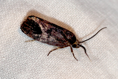 Pycnocera hypoxantha