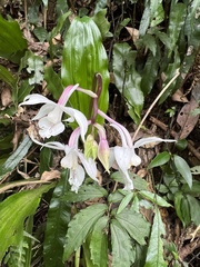 Calanthe arisanensis