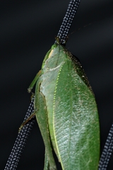 Philophyllia ingens image