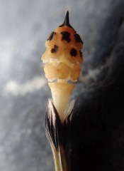 Equisetum variegatum