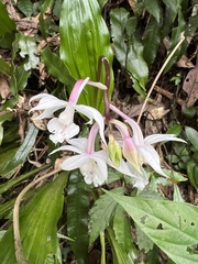 Calanthe arisanensis