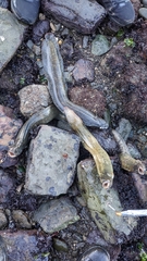 Cebidichthys violaceus