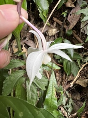 Calanthe arisanensis