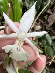 Calanthe arisanensis