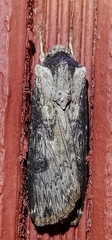 Agrotis malefida