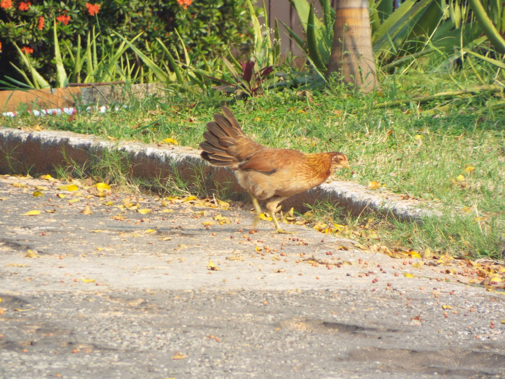 Gallus gallus (Linnaeus, 1758)