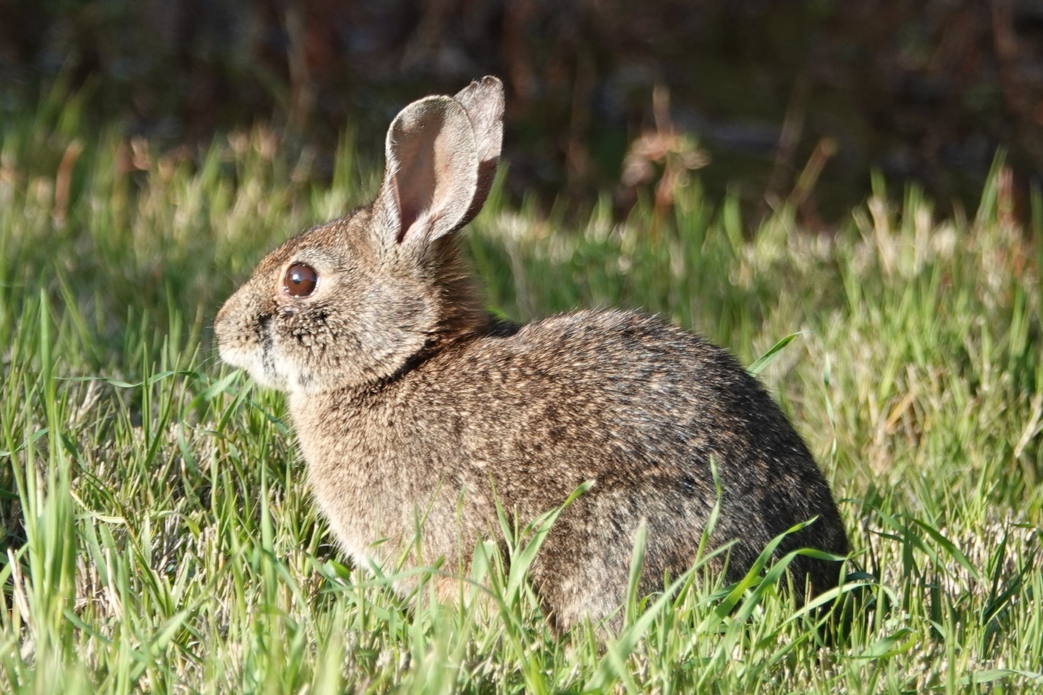 Sylvilagus bachmani (Waterhouse, 1839)