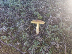 Amanita augusta