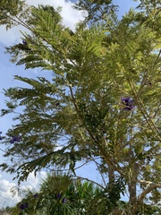 Jacaranda
