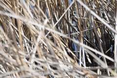 Tachuris rubrigastra