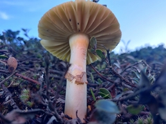 Amanita augusta
