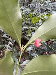 Euonymus laxiflorus
