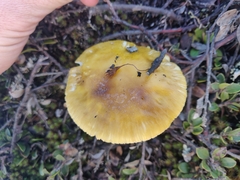 Amanita augusta