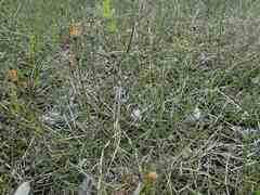 Equisetum variegatum