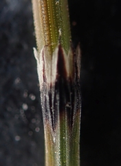 Equisetum variegatum
