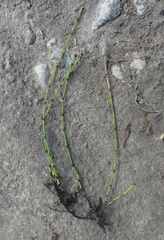 Equisetum variegatum