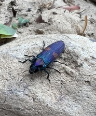 Strigoptera bimaculata