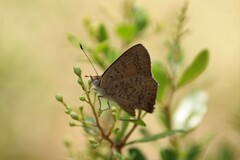 Paralucia pyrodiscus lucida