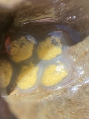 Styelidae