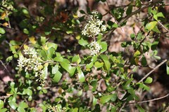 Bursaria spinosa spinosa